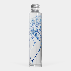 Bottle Plant - Gypsophila Elegans Blue